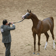 2009 Arabian Breeders World Cup - Friday