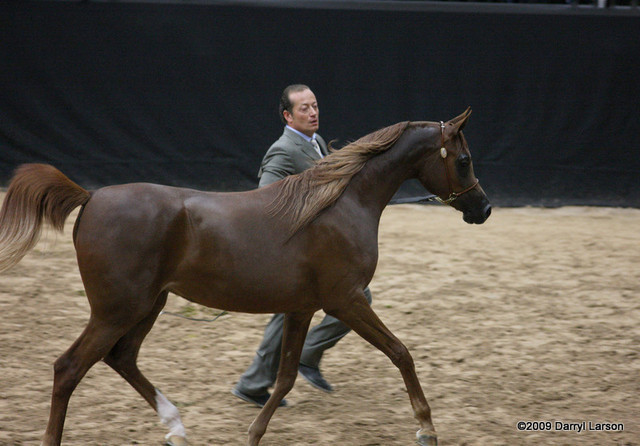 2009 Arabian Breeders World Cup - Friday