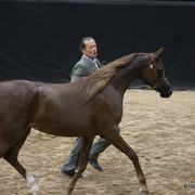 2009 Arabian Breeders World Cup - Friday