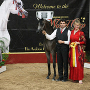 2009 Arabian Breeders World Cup - Friday