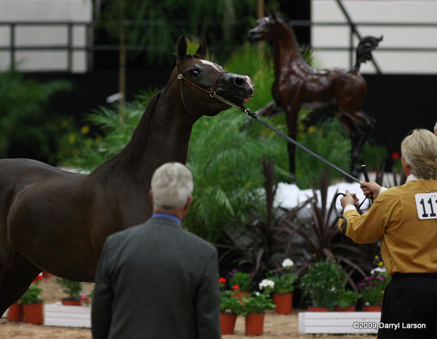 2009 Arabian Breeders World Cup - Friday