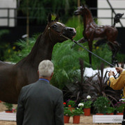 2009 Arabian Breeders World Cup - Friday