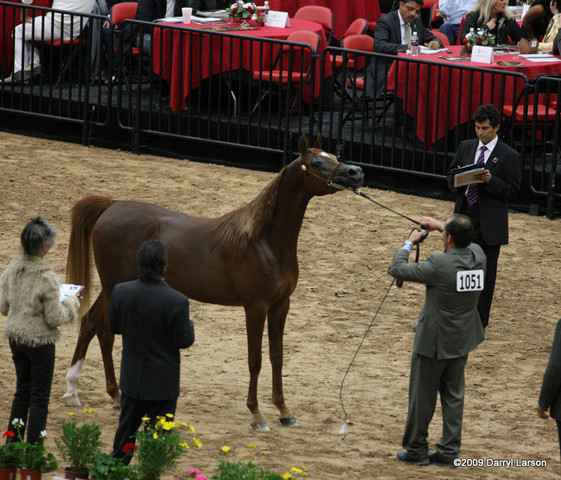 2009 Arabian Breeders World Cup - Friday