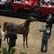 2009 Arabian Breeders World Cup - Friday