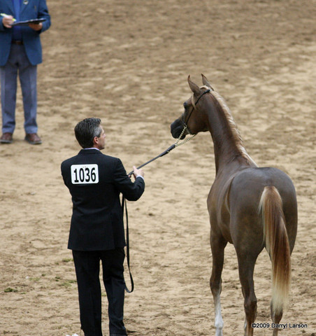 2009 Arabian Breeders World Cup - Friday