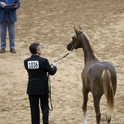 2009 Arabian Breeders World Cup - Friday