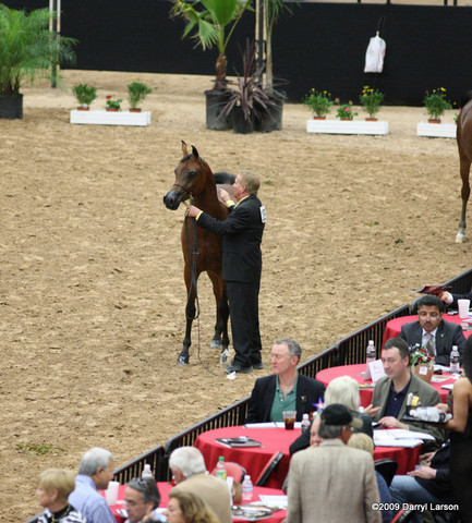 2009 Arabian Breeders World Cup - Friday