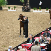 2009 Arabian Breeders World Cup - Friday