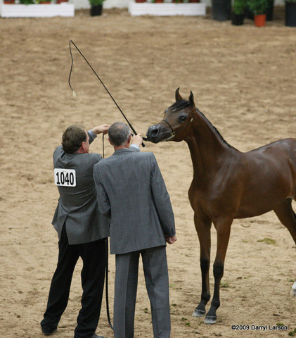 2009 Arabian Breeders World Cup - Friday