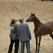 2009 Arabian Breeders World Cup - Friday