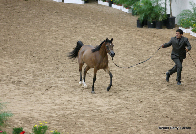 2009 Arabian Breeders World Cup - Friday