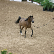 2009 Arabian Breeders World Cup - Friday