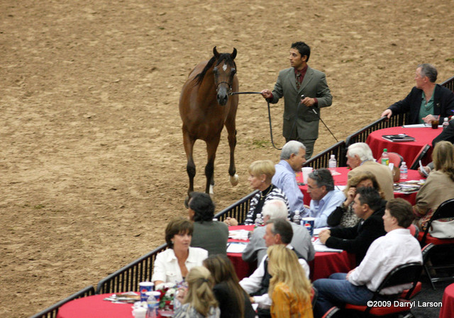 2009 Arabian Breeders World Cup - Friday