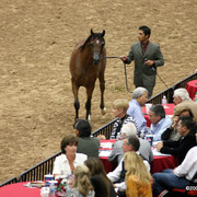 2009 Arabian Breeders World Cup - Friday