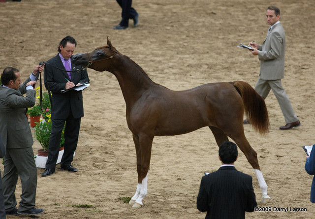 2009 Arabian Breeders World Cup - Friday