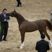 2009 Arabian Breeders World Cup - Friday