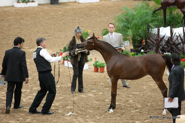 2009 Arabian Breeders World Cup - Friday