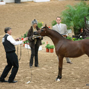 2009 Arabian Breeders World Cup - Friday