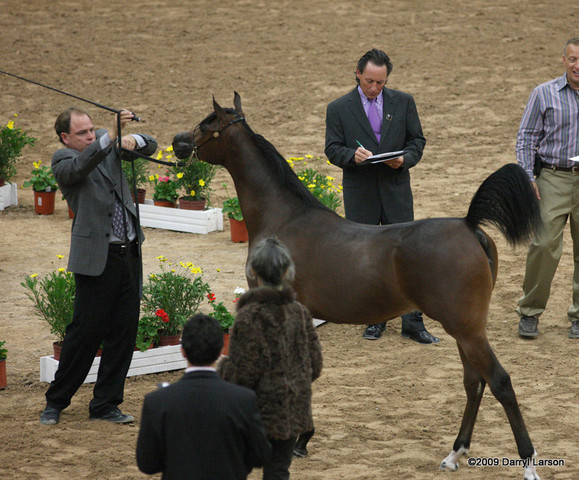 2009 Arabian Breeders World Cup - Friday