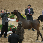 2009 Arabian Breeders World Cup - Friday