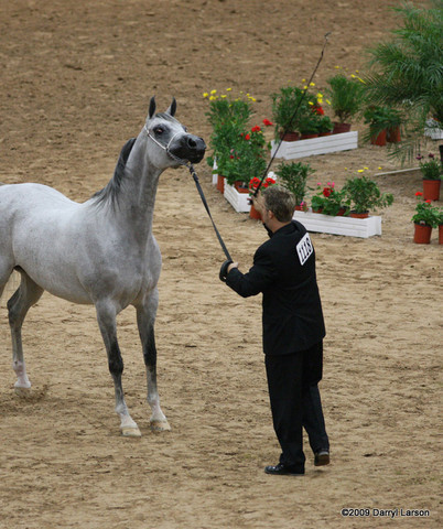 2009 Arabian Breeders World Cup - Friday