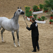 2009 Arabian Breeders World Cup - Friday