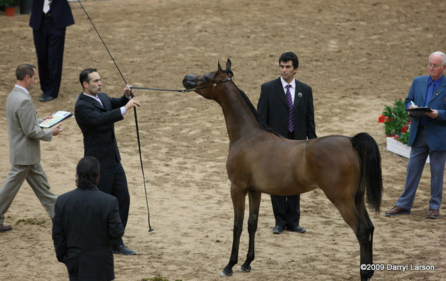 2009 Arabian Breeders World Cup - Friday