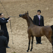 2009 Arabian Breeders World Cup - Friday