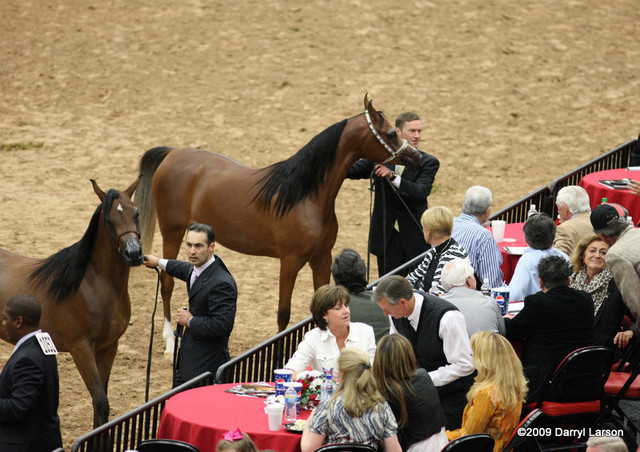 2009 Arabian Breeders World Cup - Friday