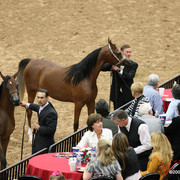 2009 Arabian Breeders World Cup - Friday