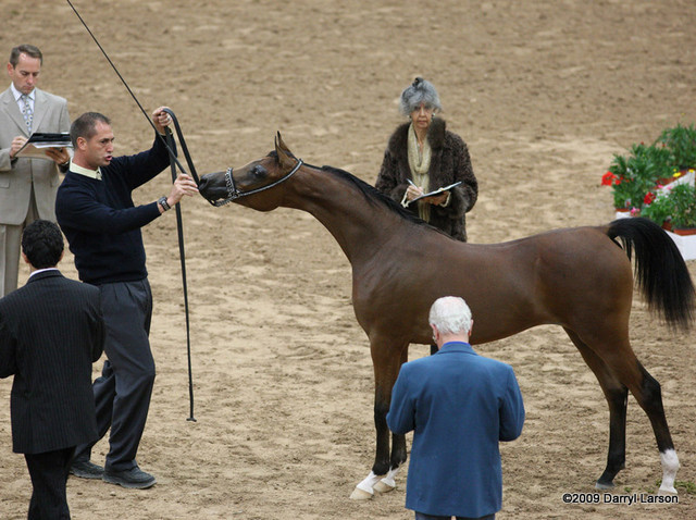 2009 Arabian Breeders World Cup - Friday