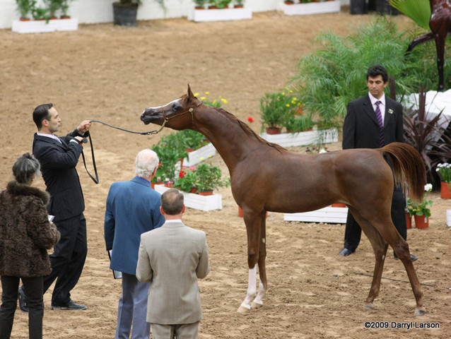 2009 Arabian Breeders World Cup - Friday