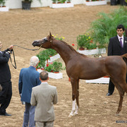 2009 Arabian Breeders World Cup - Friday