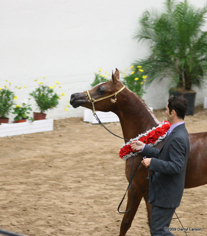 2009 Arabian Breeders World Cup - Friday
