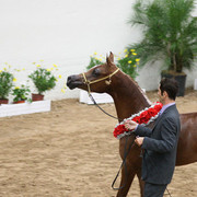 2009 Arabian Breeders World Cup - Friday