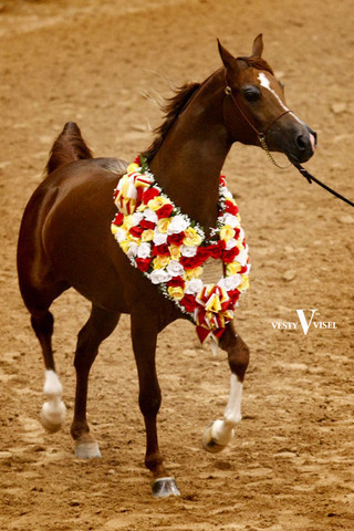 2009 Arabian Breeders World Cup 