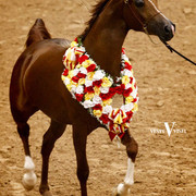 2009 Arabian Breeders World Cup 