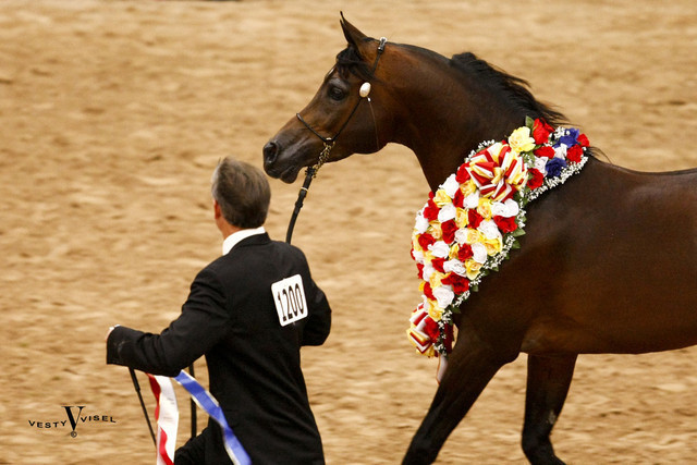 2009 Arabian Breeders World Cup 