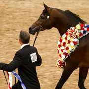 2009 Arabian Breeders World Cup 
