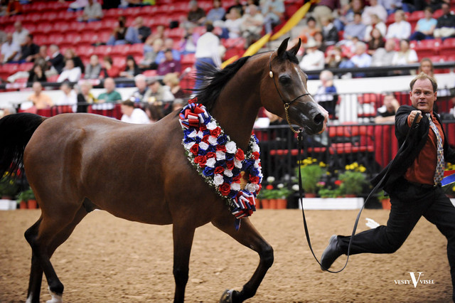 2009 Arabian Breeders World Cup 