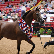2009 Arabian Breeders World Cup 