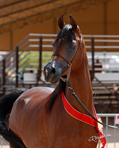 Region 7 Championship Show 2009 - C. Rousseau
