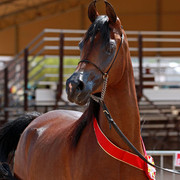 Region 7 Championship Show 2009 - C. Rousseau