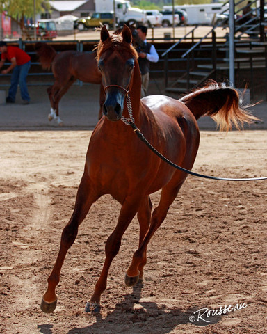 Region 7 Championship Show 2009 - C. Rousseau