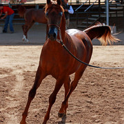 Region 7 Championship Show 2009 - C. Rousseau