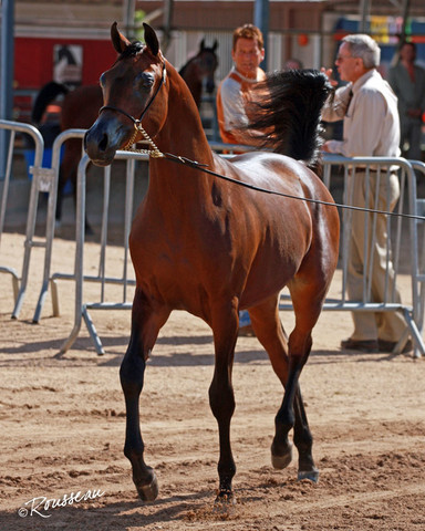 Region 7 Championship Show 2009 - C. Rousseau