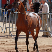 Region 7 Championship Show 2009 - C. Rousseau