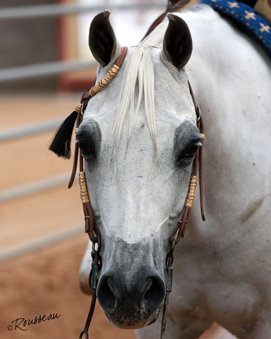 Region 7 Championship Show 2009 - C. Rousseau