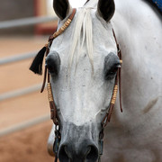 Region 7 Championship Show 2009 - C. Rousseau