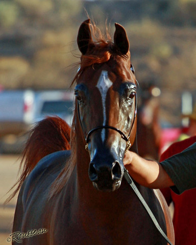 Region 7 Championship Show 2009 - C. Rousseau